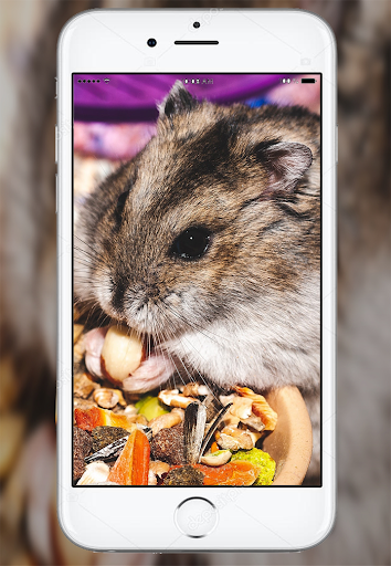 Cute Hamster Wallpaper Screen 3