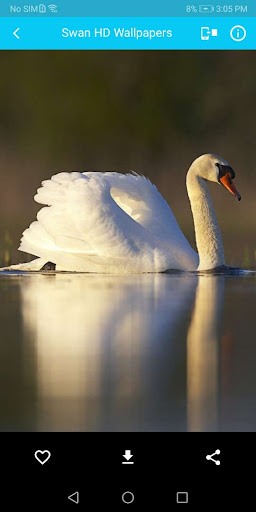 Swan HD Wallpaper Screen 2