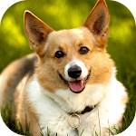 Cover Image of Download Corgi Wallpaper: Dog Wallpapers 2.0 APK