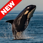 Cover Image of डाउनलोड Orca Wallpapers - Screen Background 1.0 APK