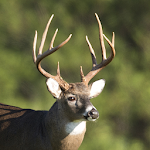 Cover Image of Download Whitetail Deer Calls 5.2.0 APK