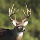 Whitetail Deer Calls - Androidアプリ