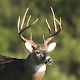 Whitetail Deer Calls Download on Windows