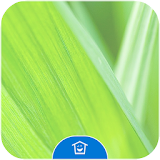 The Green Wheat Leaf icon