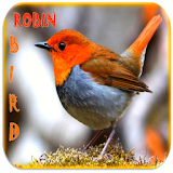 Robin Bird Ringtones icon