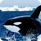 Orca Live Wallpaper Animal icon