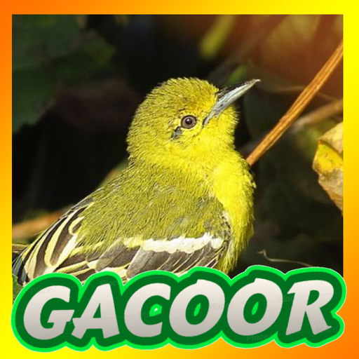 Suara Sirtu Pikat Gacor Download on Windows