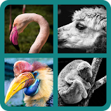 Guess The Animal icon