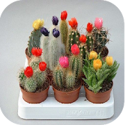 Ornamental cactus