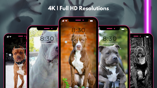 Pitbull Wallpapers HD