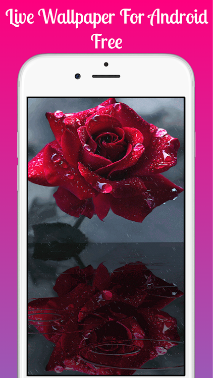 Red rose Live Wallpaper, LWP bởi Games360Apps - (Android Ứng dụng) — AppAgg