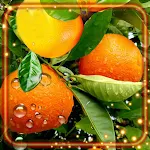 Cover Image of ダウンロード Fruits Summer Tasty 1.4 APK