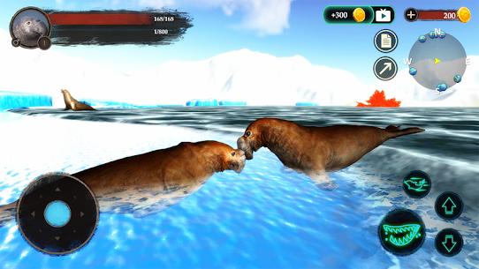 The Seal Elephant 5