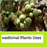 Medicinal plants Images n Uses icon