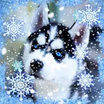 Cover Image of Download Husky Winter live wallpaper 1.5 APK