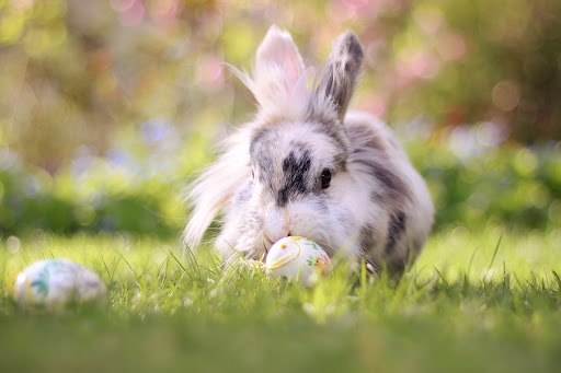 Rabbits Wallpapers Screen 2
