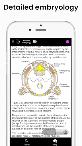 Medical Embryology
