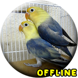 Suara Burung Lovebird Kawin MP3 icon