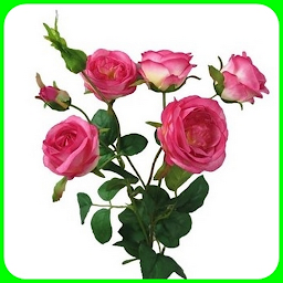 Icon image cultivation of roses
