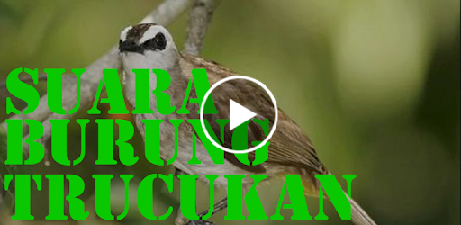 Suara Burung Trucukan