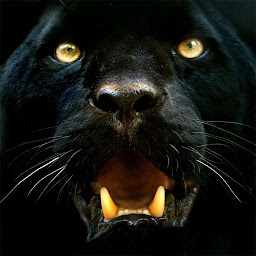Icon image Panther Wallpapers