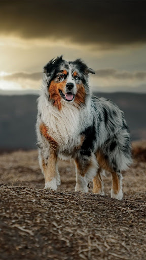 Australian Shepherds Screen 2