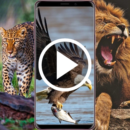 Animal Video Wallpaper RZDO Logo