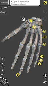 Скелет | 3D Анатомии