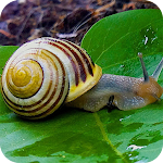 Cover Image of Download Snail HD Wallpaper  APK