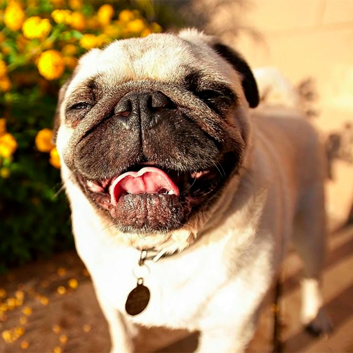 Pug Wallpapers logo