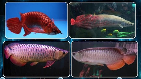 various arowana fish