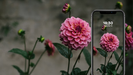Flower Wallpapers Screen 2
