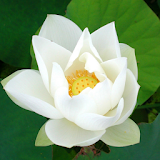 White Lotus Live Wallpaper icon