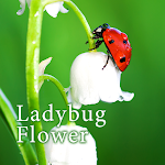 Cover Image of Download Ladybug Flower Theme +HOME  APK