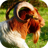 Apps for Goat Lovers icon