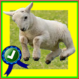 Adventurer Sheep Farm Running icon