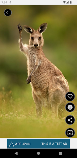 Kangaroo Wallpapers Offline