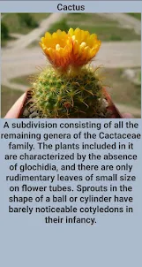 Types of cacti