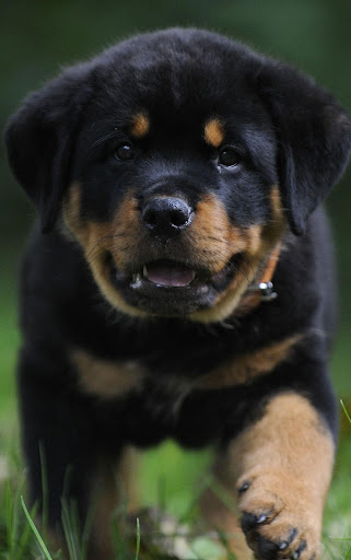 Rottweilers dog wallpapers Screen 3