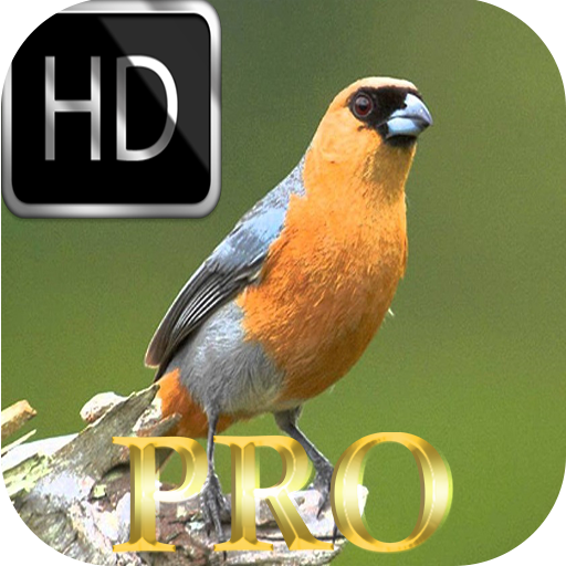 Harmonia dos Pássaros HD 2.50 Icon