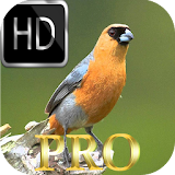 Harmonia dos Pássaros HD icon