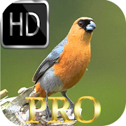 Top 26 Music & Audio Apps Like Harmonia dos Pássaros HD - Best Alternatives