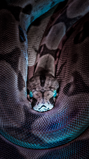 Snake Wallpaper ekran görüntüsü