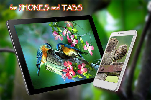 Love Birds Live Wallpaper