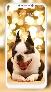 Imágen 3 Boston Terrier Wallpaper android