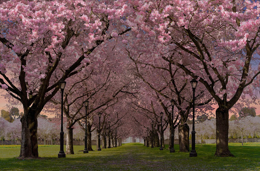 春の桜のライブ壁紙 Cherry Blossom Live Wallpaper Free By Bastion7 Google Play 日本 Searchman アプリマーケットデータ
