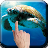 Sea Turtle Live Wallpaper icon
