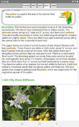 Delaware Wildflowers