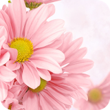 Pink Flower Theme C Launcher icon