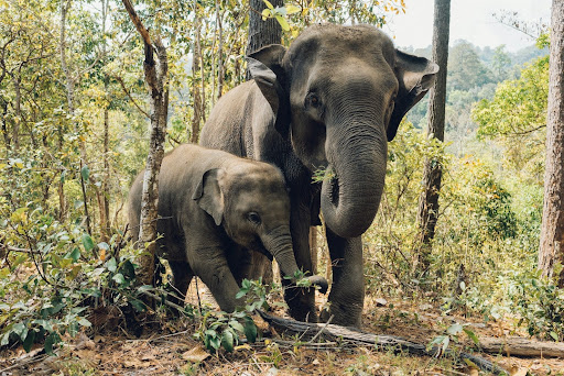 Animal documentaries Screen 3